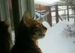 Another Talking Cat